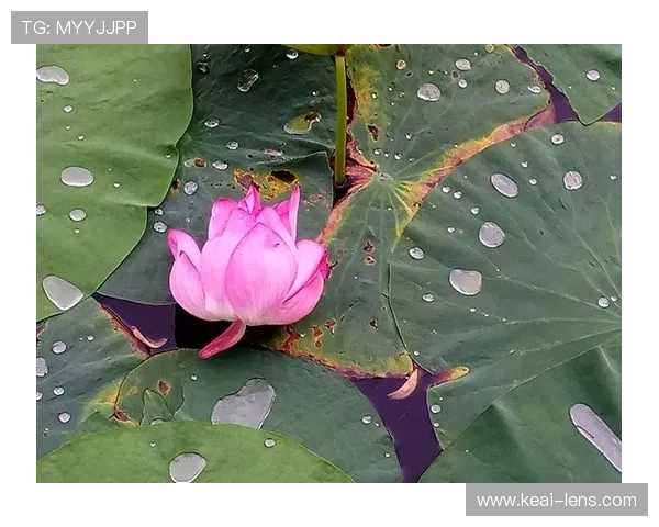 2026英超赛程全面解析与球队对阵预告尽在掌握 - 副本 - 副本 (2)